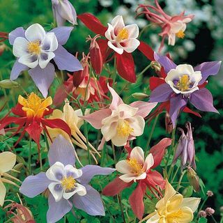 Aquilegia 'Mix Bonnets Pretty' (זרעים)