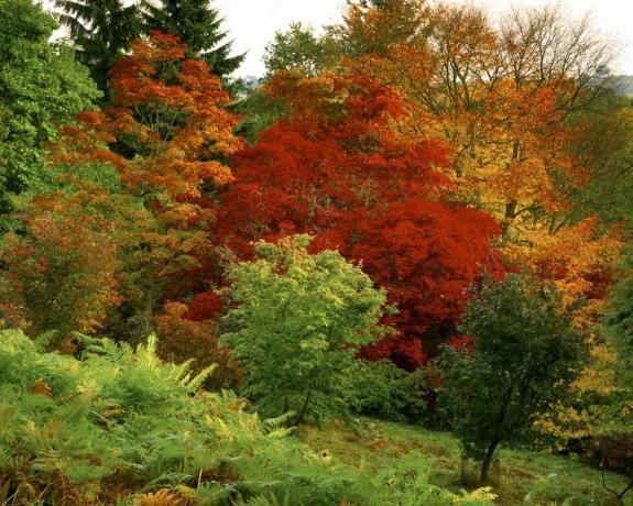 אצבעות שונות ב-winkworth arboretum בכל גווני הסתיו, מצהוב וכתום ועד לעור ארגמן בחזית, אם כי עדיין ירוק בעיקר, מתחיל להיות חום