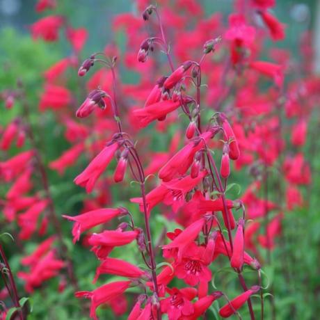 Penstemon 'אנדנקן אן פרידריך האן'