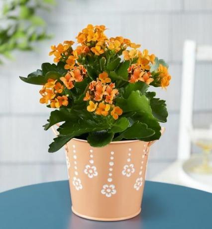 צמח kalanchoe הדר