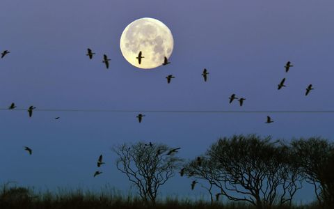 Supermoon Northumberland בריטניה